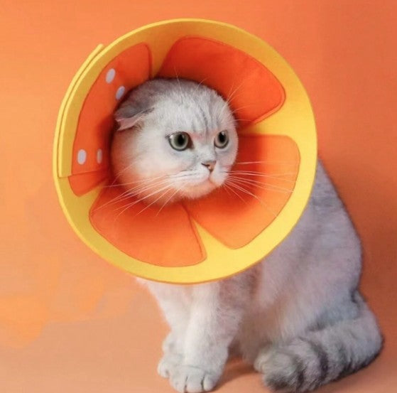 Felt Recovery Cone Elizabethan Collar - Orange Slice - Medium