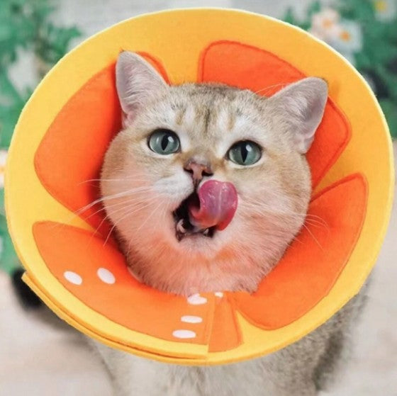 Felt Recovery Cone Elizabethan Collar - Orange Slice - Medium