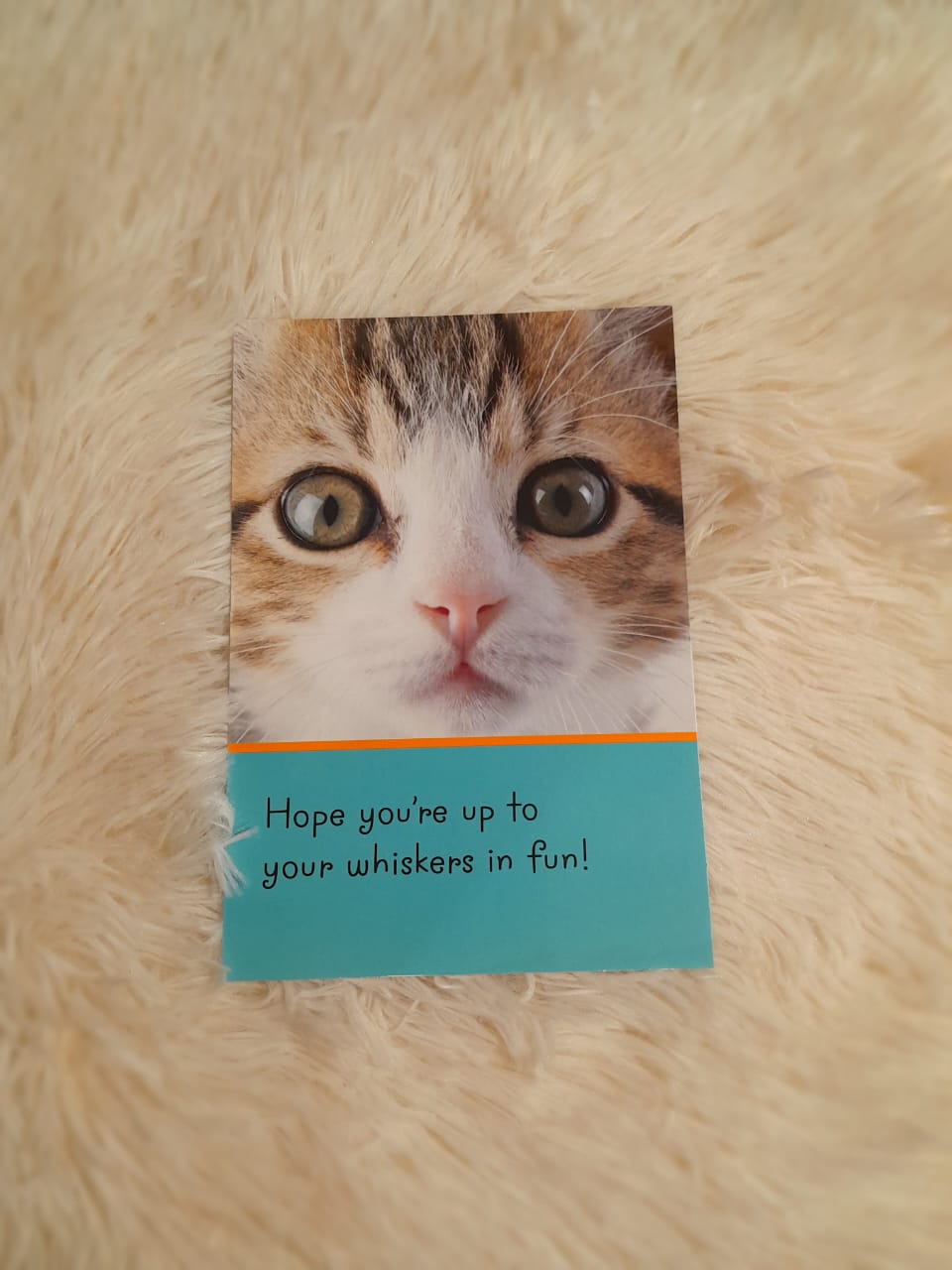 'Hope you're up to your whiskers in fun' Birthday Card