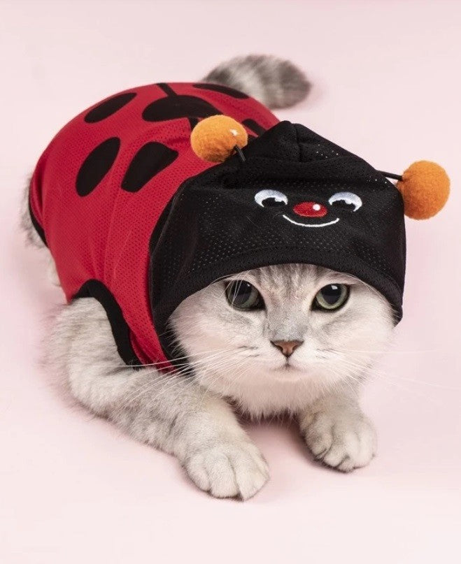 Ladybug Costume - Medium