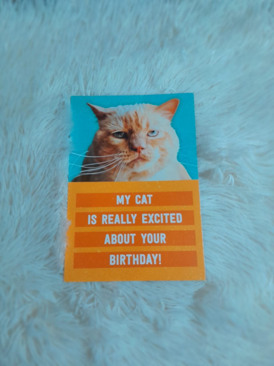 'My cat is really excited about your birthday' Card