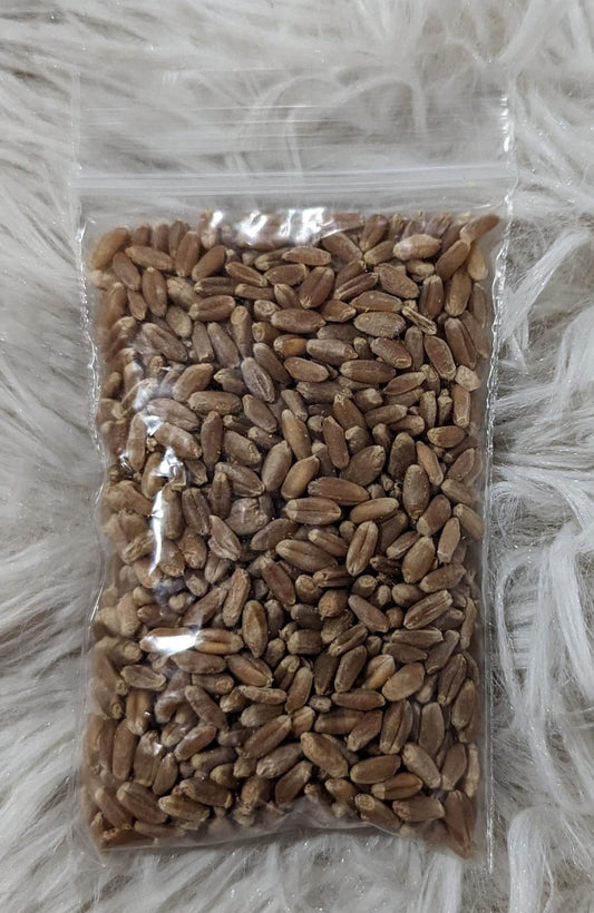 Wheat Grass Seeds 1oz.